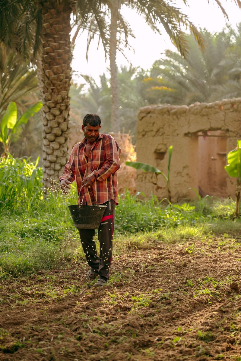 Birkat al mouz in Oman